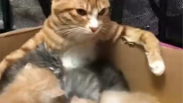 أول مرة أكون أمًا! لكن ليش بحس أن هالكتلة من الأطفال مزعجة لدرجة هذي؟