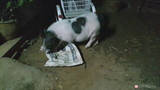 ตี 1 ตี 2 ไม่หลับไม่นอนชักจะน่ากลัวแล้วนะรวย🐖😱👻 (ว่าแล้วอย่าเล่นเยอะ)555