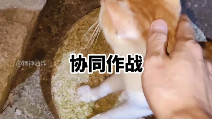 Tác chiến hiệp đồng