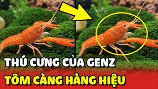 Chán nuôi CHÓ MÈO, cô gái chọn TÔM CÀNG làm thú nuôi trong nhà 😂 | Yêu Lu