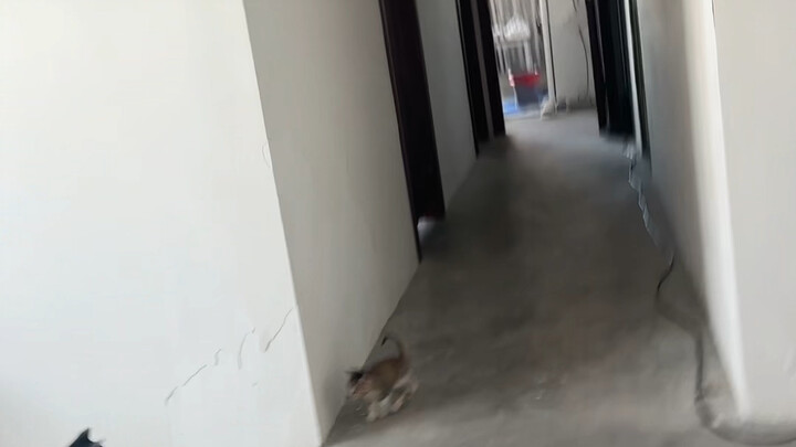 Chúng chỉ không xuất hiện trên màn hình thôi, không phải đã chết.