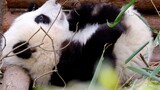 [Panda He Hua] Tidur dengan Putriku! --Seri Panda 75
