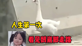 崴脚的鹅，它甚至还用手扶着墙走路，真是又可怜又好笑！