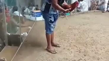 2nd fight win brother of 5k sweater 3 cock derby