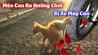 MÈO CON RA ĐƯỜNG CHƠI BỊ XE MÁY ĐỤNG NGUY KỊCH