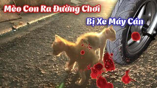 MÈO CON RA ĐƯỜNG CHƠI BỊ XE MÁY ĐỤNG NGUY KỊCH