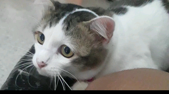 แมววิ่งสนุกมากเยยฮะ