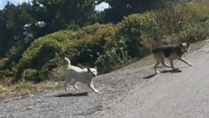 Dog: Are you leaving or not?