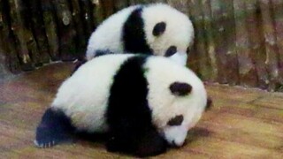 Panda He Hua Trying to Dance But Woke up her Brother