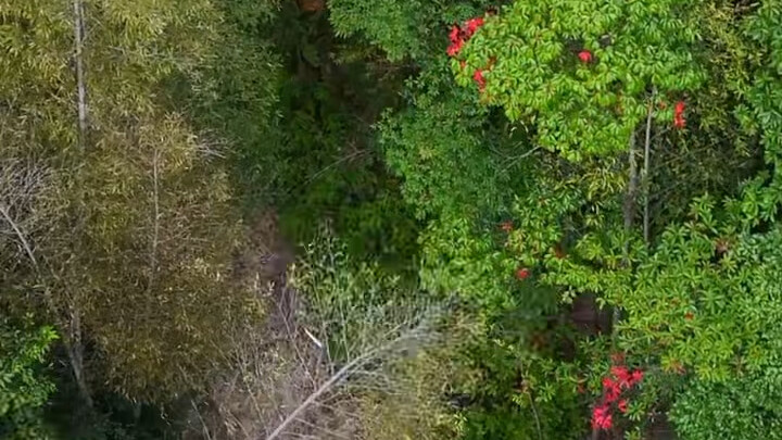 Witness how China’s high-tech era uses drones to track down a wasp nest. #DroneWaspHunting