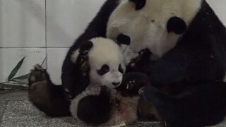 Adorable Panda Mother and Panda Baby