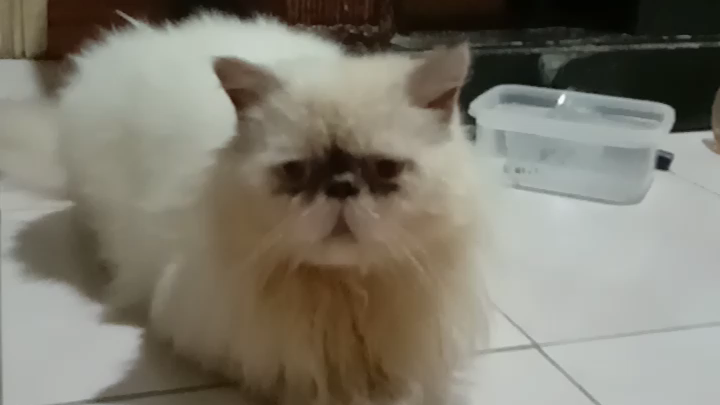 mukhang galit ang pusa namin haha XD