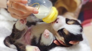 Little Corgi is 1 year old! Original milk flavor—don’t you want to take a sip? 【Short-legged Duby】