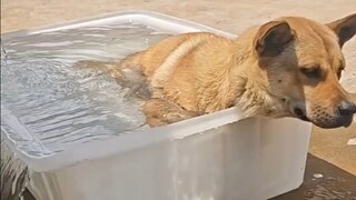 As soon as the weather gets hot, Dahuang loves to take a bath.