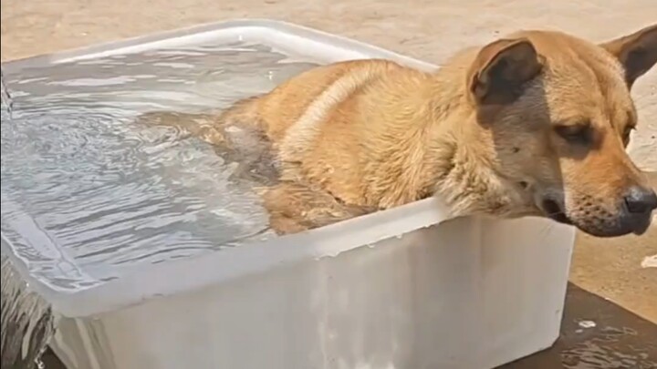 بمجرد أن يصبح الطقس حارًا، يحب داهوانغ أخذ حمام.