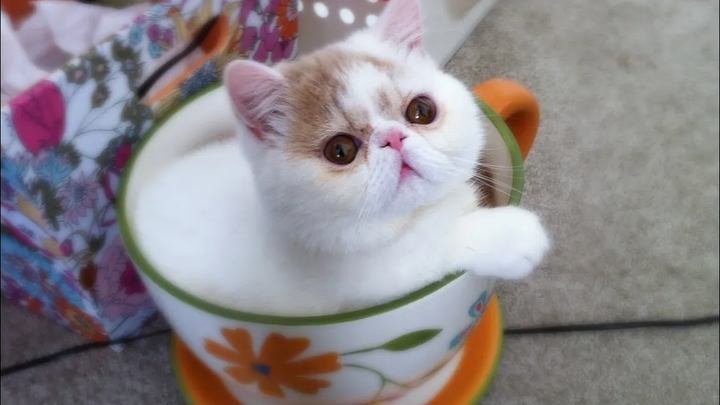 ลูกสุนัขและลูกแมว Teacup ที่น่ารักที่สุด