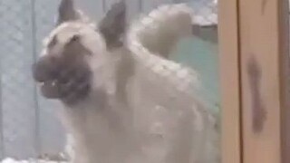 pet chalenge dance