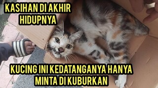 Kuasa Tuhan Kucing Ini Datang Hanya Minta Di Kuburkan..!