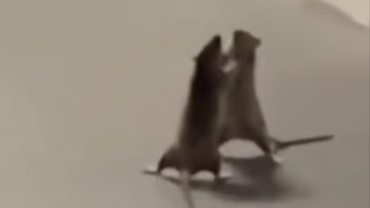 Hai con chuột đứng thẳng và đánh nhau, trong khi con mèo nín thở đứng nhìn Netizen: Cảm giác giống n
