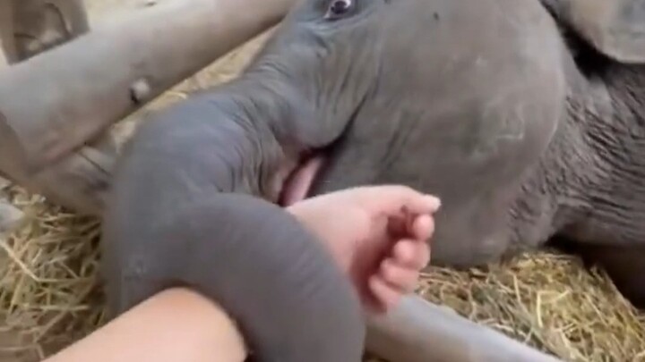 Bayi gajah tidur sambil erat-erat memegang tangan penjaganya, baru mau tenang terlelap