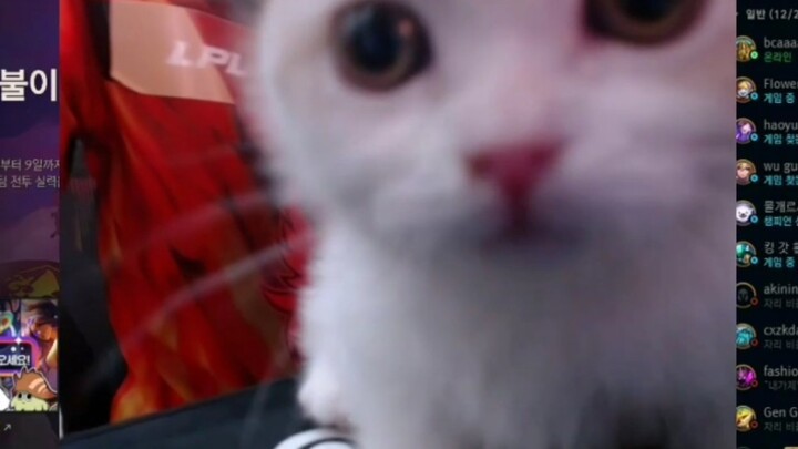 FPX's breakup scene (What bad intentions could a little kitten possibly have?)