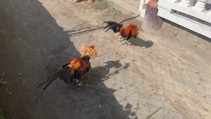 Morning spar