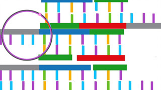 【Animasi】Demonstrasi teknologi rekombinasi plasmid/PCR maju dan mundur oleh siswa sekolah menengah