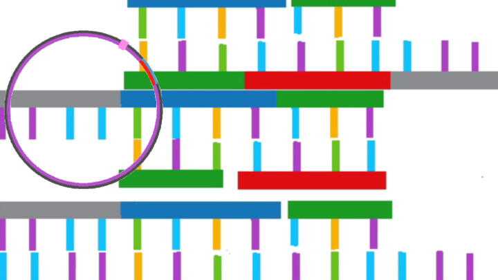 【แอนิเมชั่น】การสาธิตเทคโนโลยีการสร้างพลาสมิดใหม่/PCR ไปข้างหน้าและย้อนกลับของนักเรียนมัธยมปลาย