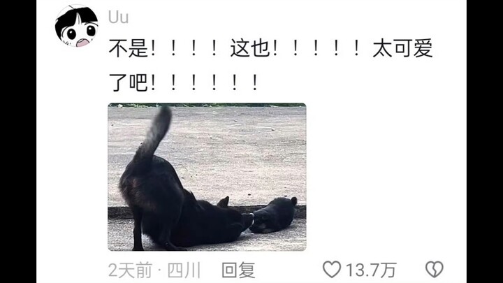 โอ้ย น่ารักเกินไปแล้ว ดูจนฉันหัวเราะจนท้องคัดท้องแข็ง บอกแล้วว่าโลกนี้ขาดลูกหมาไม่ได้! หมาสอนวิธีกอบ