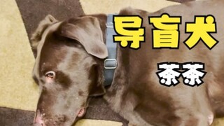 Ternyata anjing pemandu yang biasanya serius saat bekerja, di luar jam kerja begitu lucu