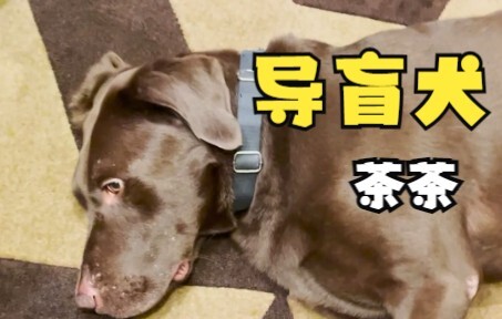 So this guide dog, usually so serious at work, is actually this adorable in private!