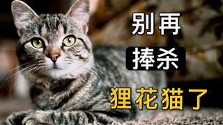 别再捧杀我们的狸花猫了