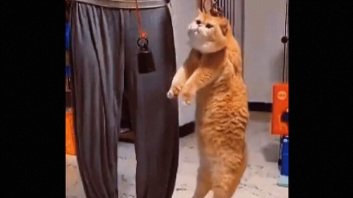 None of the pets raised by Grandma have ever managed to lose weight.