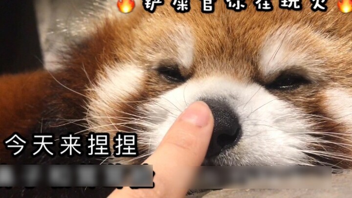 【Gấu trúc đỏ】Click vào video để cảm nhận chiếc mũi và khuôn mặt đầy lông của gấu trúc đỏ (^v^)/