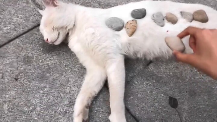 Cats are very alert when they sleep...