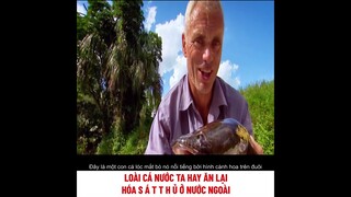 Loài cá nước ta hay ăn, lại hoá sát thủ ở nước ngoài | review phim