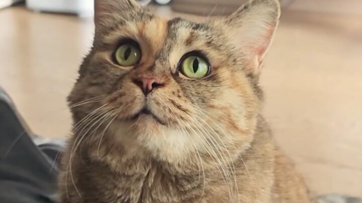 If you give my kitten some food, you’ll be my favorite person today!