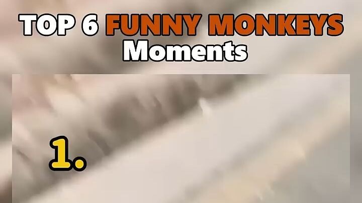 Ranking Best Funny Monkeys Moments