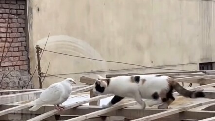 Mèo: Ai mà từ chối tiếp viên hàng không được chứ?