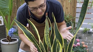 Raising snake plants is all about being "lazy."