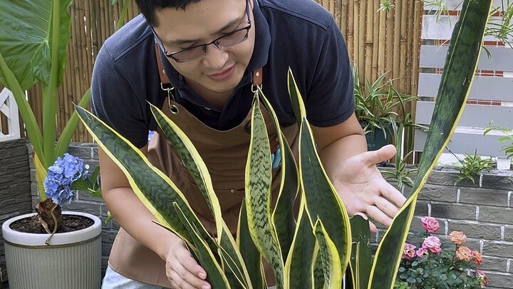 养虎皮兰就一个“懒”字