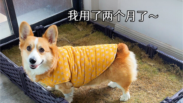 Go ahead and骂 it all you want—I still don’t regret building this lawn dog toilet!