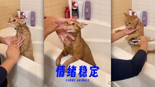 羡慕洗澡情绪稳定的猫咪🐈