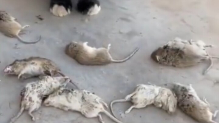 “Rat squad wiped out”