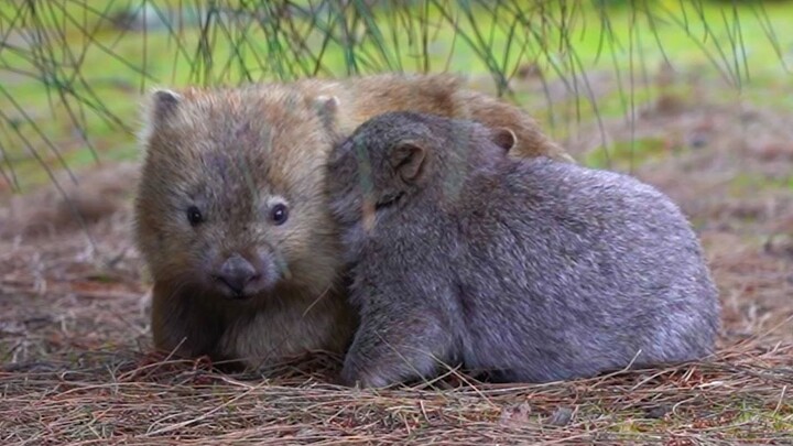 ลูกวอมแบต: แม่ ดูเหมือนพวกเรากำลังจะขึ้น Bilibili แล้วนะ!