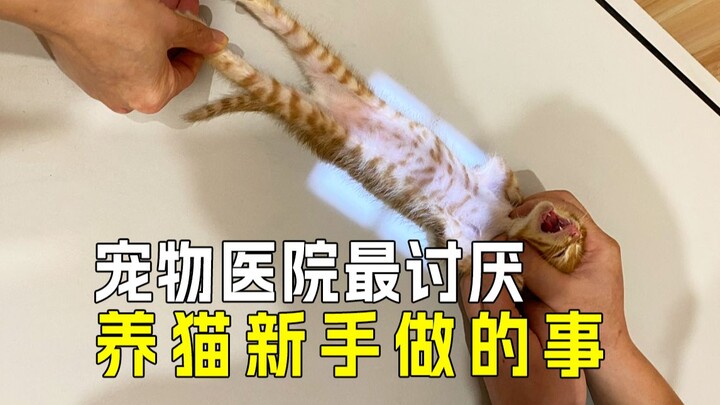 🙀 Hal paling dibenci dokter hewan dari para pemula yang baru merawat kucing⁉️
