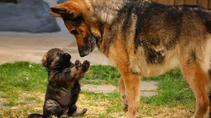 Dogs Have The Best Reactions To Meeting Their Puppy Siblings