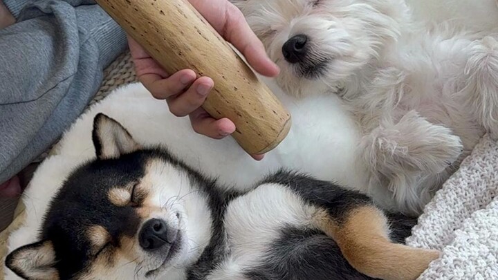 Immersive sound therapy for dogs