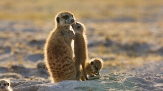 BBC Dynasties II 5of6 - Meerkat