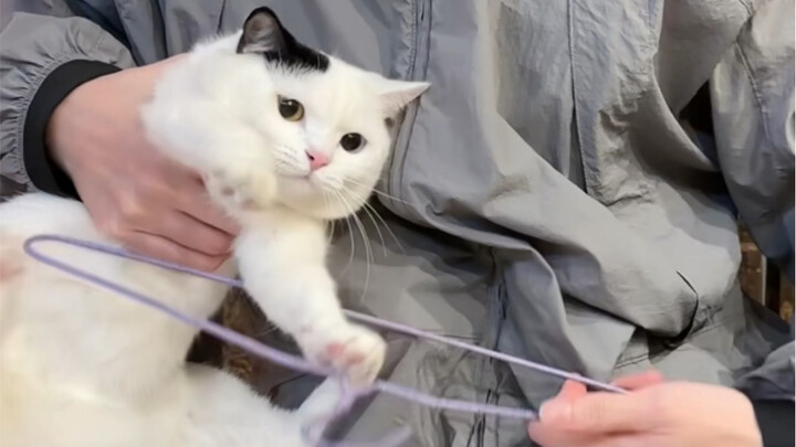 “Người không biết còn tưởng tôi đang đánh mèo?”